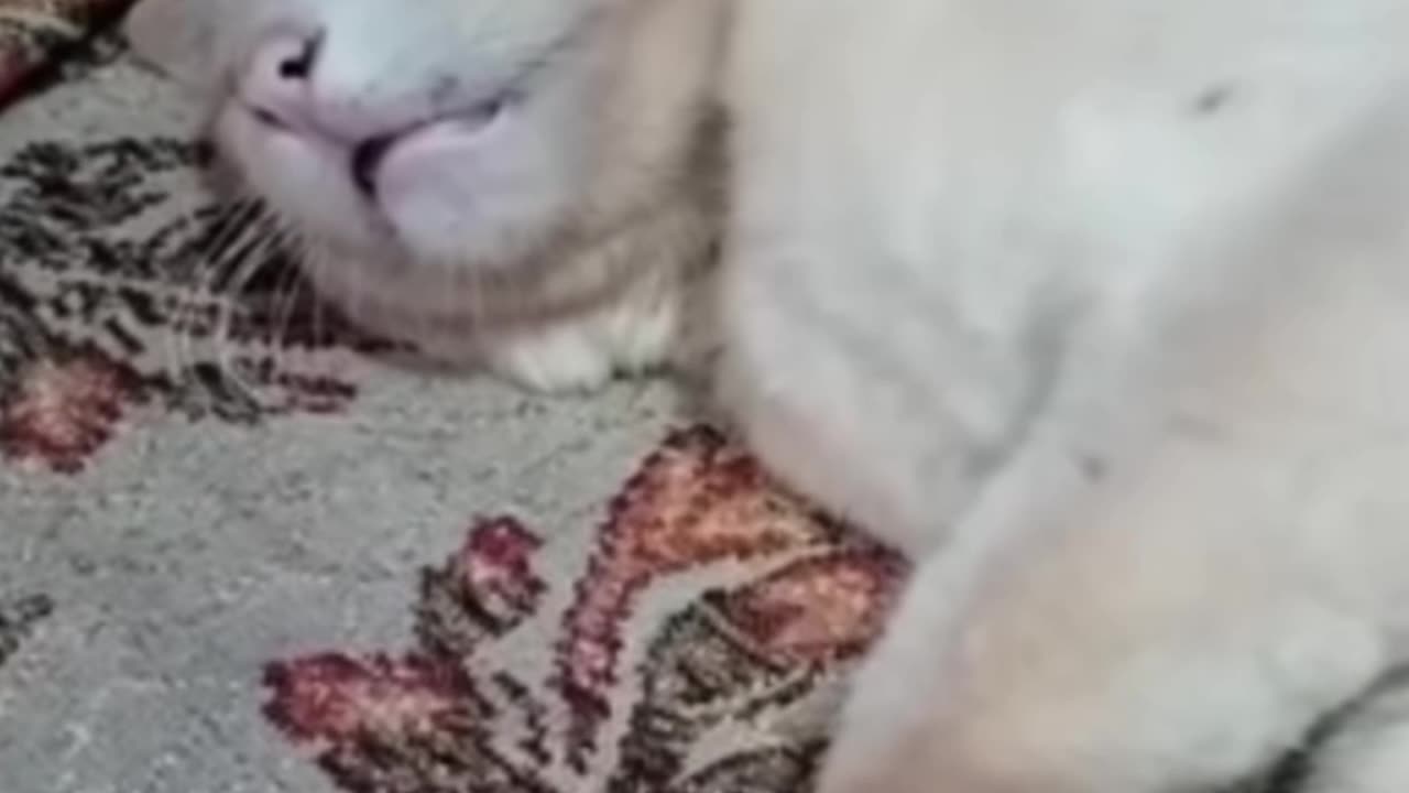 CATS 🐈 AND DOGS 🐶 FUNNY VIDEOS|| FUNNY 🤣 AND CUTE 🥰 ANIMALS VIDEOS