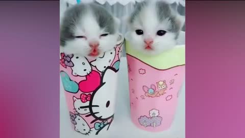 Cute Cats and Funny Cat Video Compilation2021