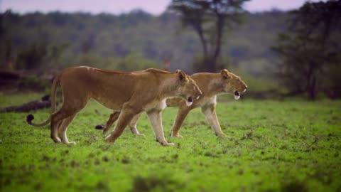 Two Lions in Forest