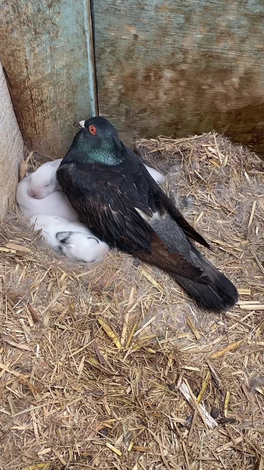 Pigeon Thinks He’s the Daddy Rabbit