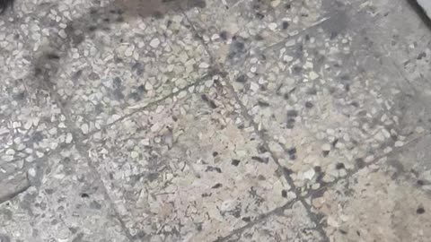 Funny cat