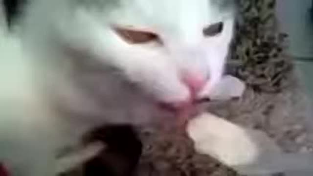 FUNNY SPEAKING CAT REACTIONS(funny animals compilation clean)