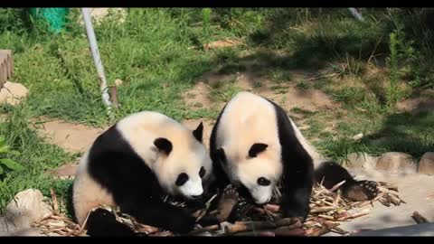 Pandas only like the inside of the bamboo