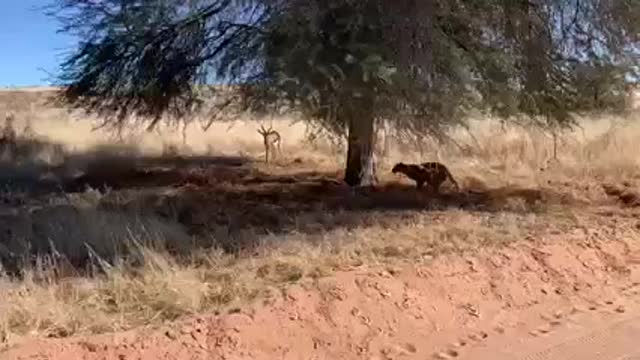 Leopard attack on dear2