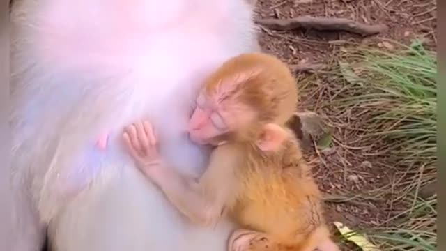 Monkey baby drink milk her mom cut love