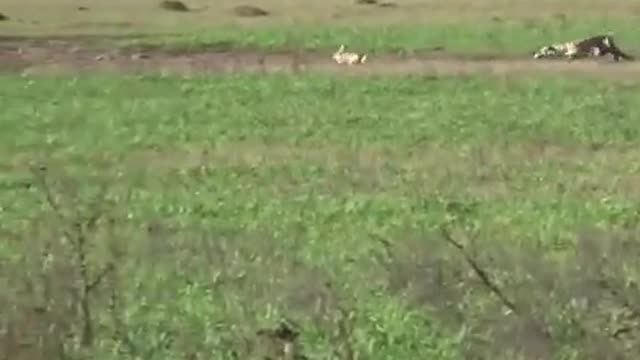 The rabbit is so fast than of tiger