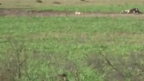 The rabbit is so fast than of tiger