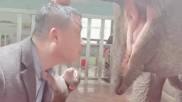 The breeder provokes the elephant with his head