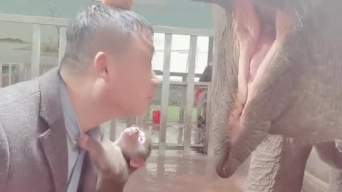 The breeder provokes the elephant with his head