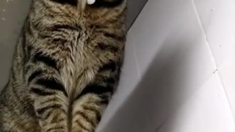 cute cat