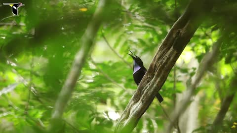 Magnificent riflebird playing time