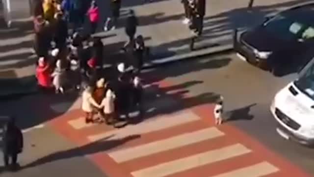 The dog is watching the violation