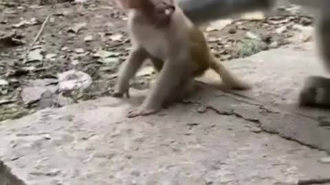 Mom monkey caring her child