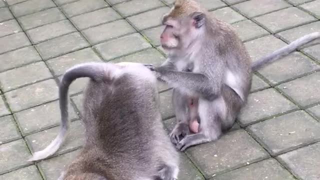 Monkey Gives Pal a Clean Caboose