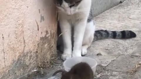 cat is afraid of mouse