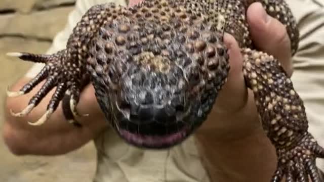 Mexican beaded lizard are amazing and look at that skin.