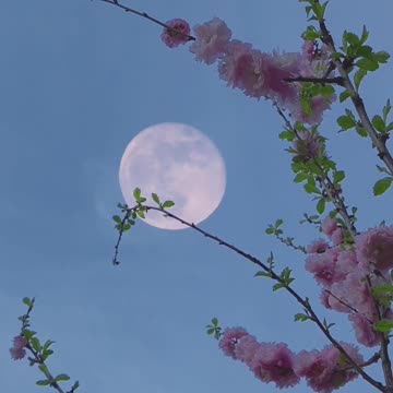 moon against the background of flowering plants