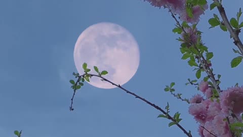 moon against the background of flowering plants