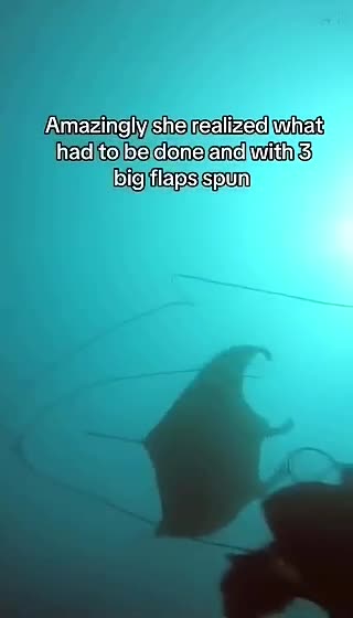 my heart is crying with joy