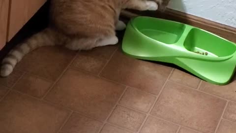 Kiyoko the Cat Using Paw to Drink Water