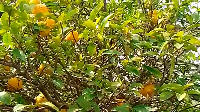 Orange tree