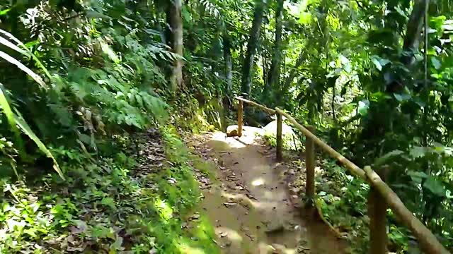 I WAS ALONE WALKING IN THE FOREST THAT COULD HEAR MY STEPS