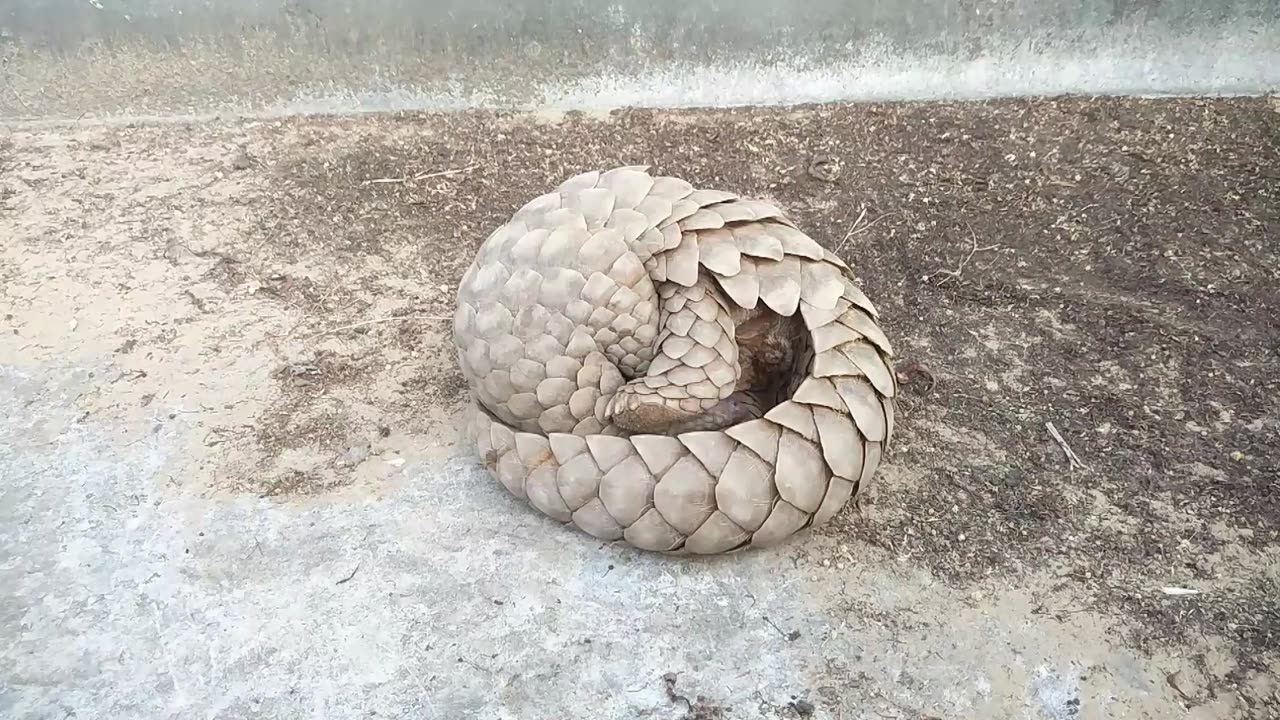 Pangolins: The Only Mammals Covered in Scales!