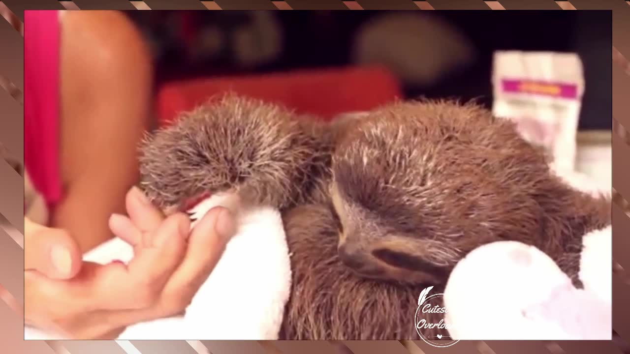 Baby Sloth with his Mother | Cutest Overloaded |