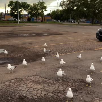Imaginary moments with seagulls