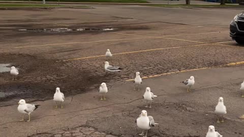 Imaginary moments with seagulls