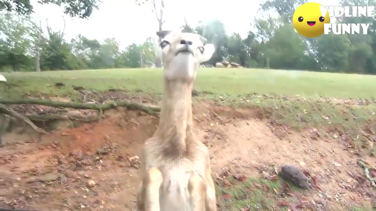 Funniest fails in the zoo! |😂| TRY NOT TO LAUGH COMPILATION