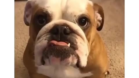 Best Funny Animal Videos 2022 😺 Funny Dog Videos 2022 😁 Funniest Dog Videos 😁😇