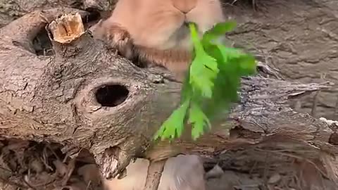 a little rabit eating celery and is cute. Rabit is a cute little pastoral pet.