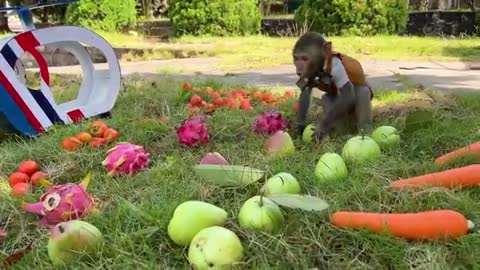 Bim Bim flies a helicopter with baby monkey Obi to harvest fruit_