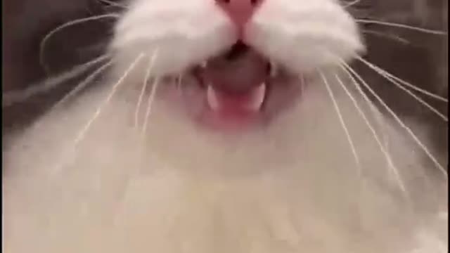 Cat funy video