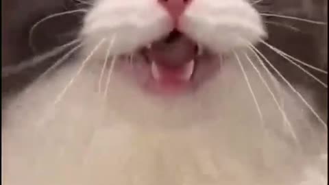 Cat funy video