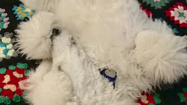 Pilot Standard Poodle Service Dog Song