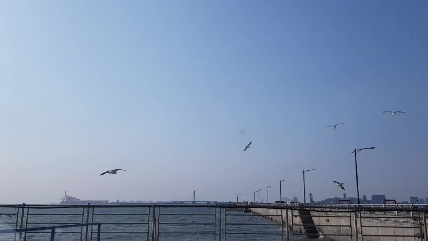 Seagulls flying in the sea