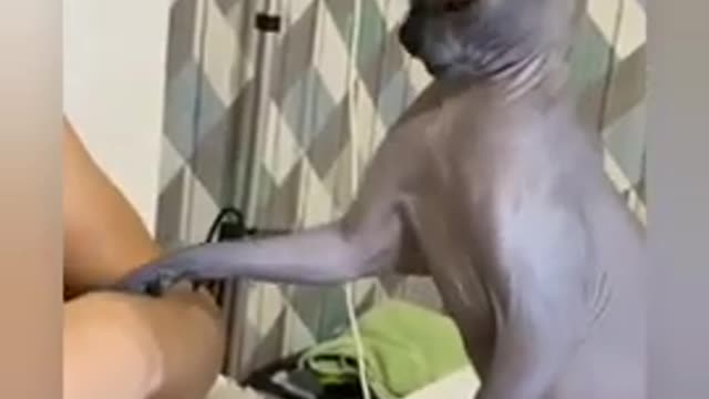 Cat funny video