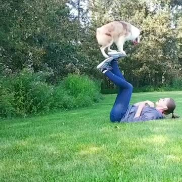 WATCH : Little Dog With Amazing Balancing Skills! 😍 #Shorts #Dog_Balancing_Skills #dog_videos