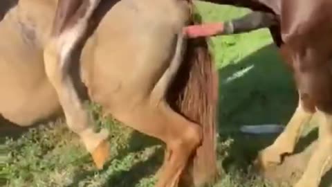 Horsemating