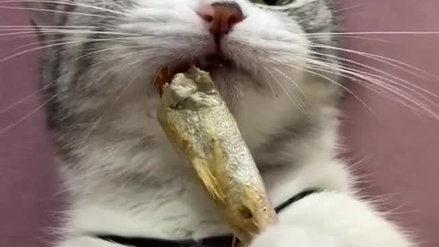 Kittens eat fish, meat ,and cat food