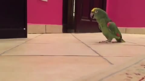 parrot getting ready