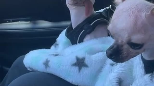 Baby Dog - Cute and weird dog Video.