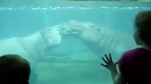 The Most Beautiful Aquarium - funny moments Beautiful Aquarium Fish- Please subscribe and help