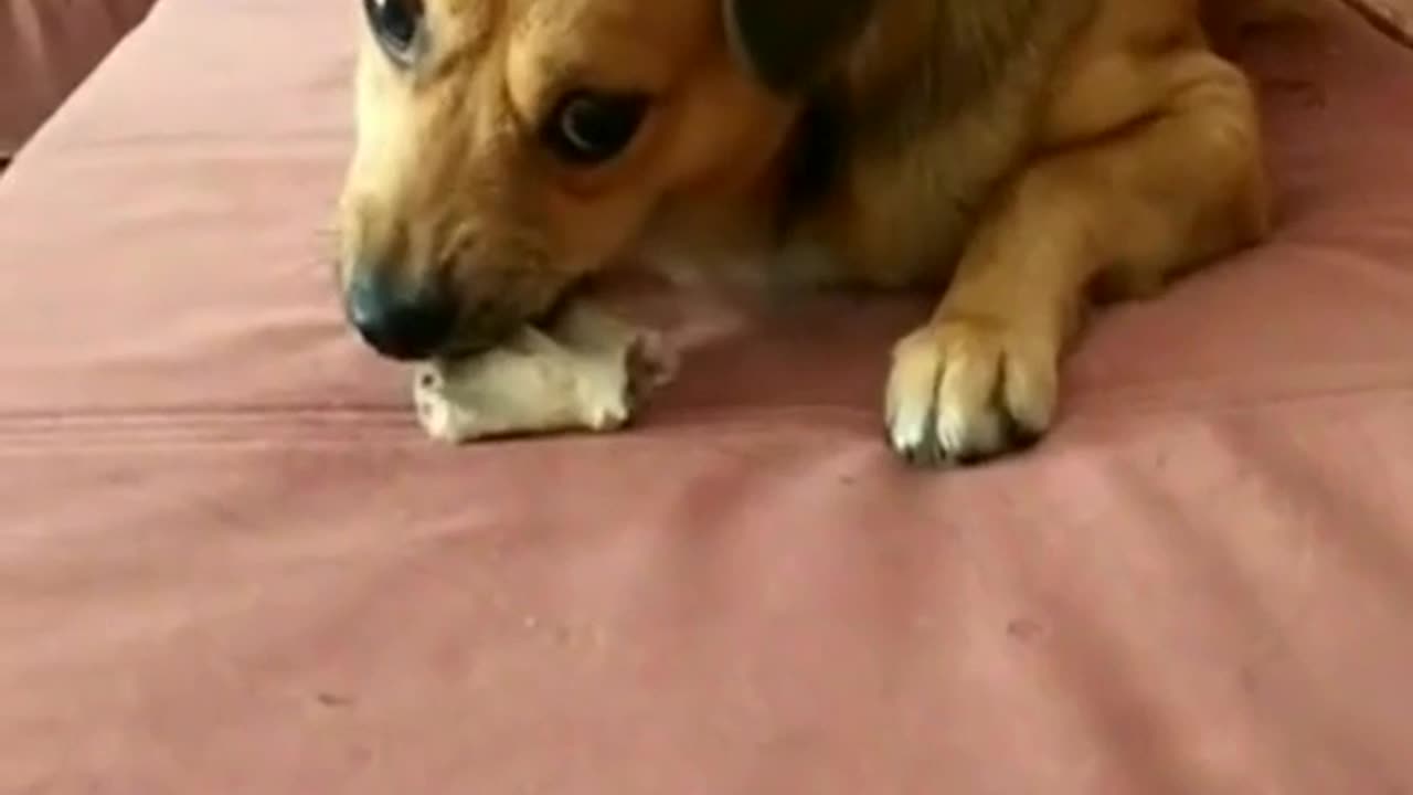 Funny Pets