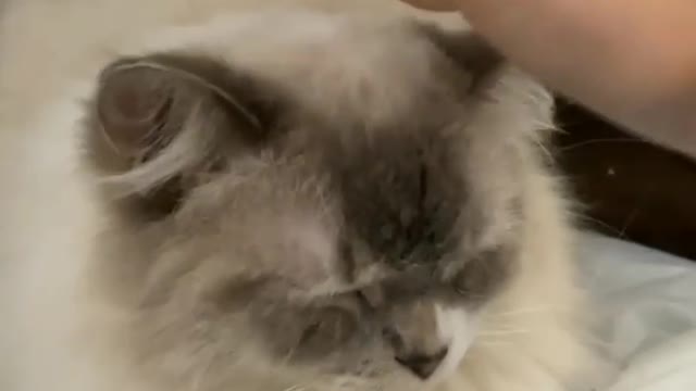 Cute cat video