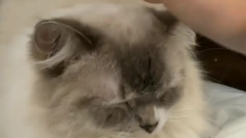 Cute cat video