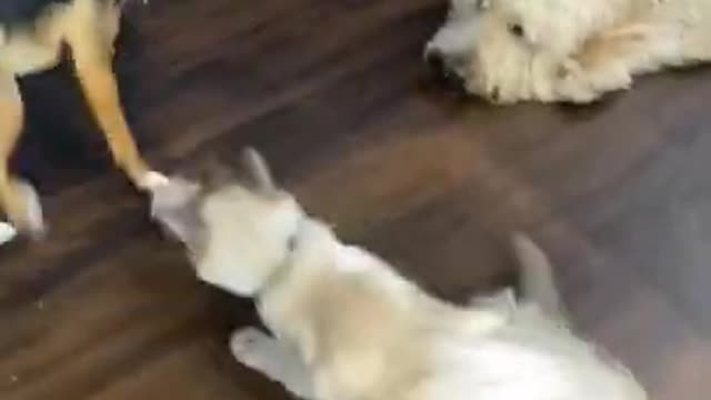 Cat playing with dog | Funny animals