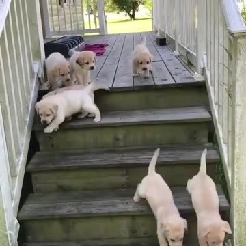 10 likes =) ) So cuteeeeeee! !!❤❤